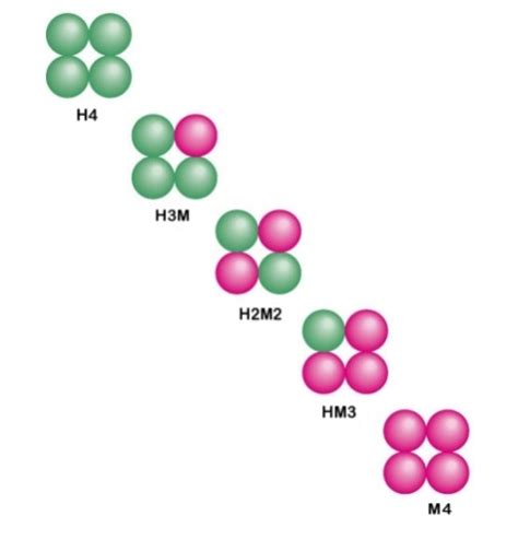 isoform vs isozyme|Protein Isoforms and Isozymes .
